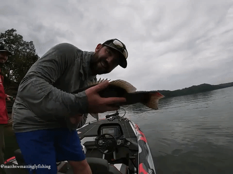 Lake Cumberland Humpback Smallmouth by Matthew Mattingly